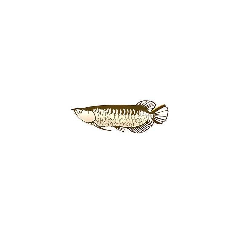 Applique da parete a forma di pesce moderna in acrilico LED integrato