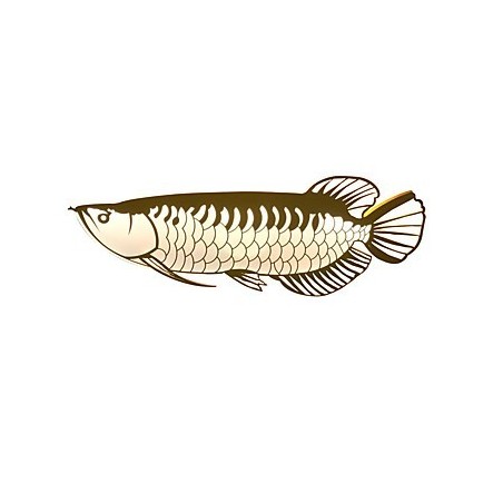 Applique da parete a forma di pesce moderna in acrilico LED integrato
